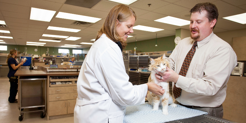 hyperthyroid cat, restricted diet, hyperthyroid cat diet, Internal Medicine, Animal Emergency & Referral Center of Minnesota, board-certified veterinary internist, Twin Cities board-certified veterinary internist, Minnesota board-certified veterinary internist
