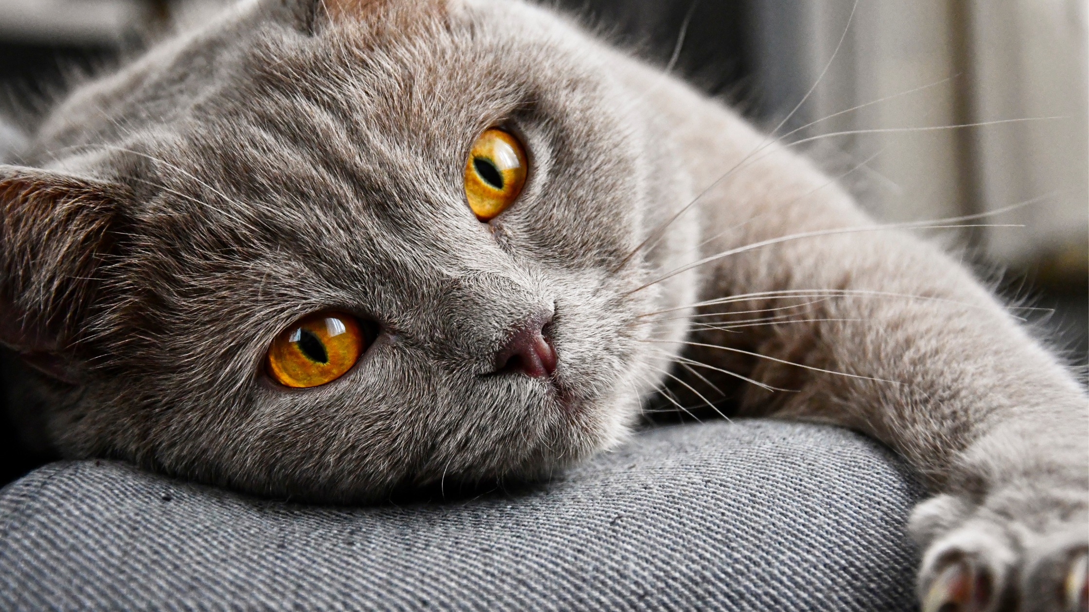Treating the Hyperthyroid Cat. Is a Restricted Diet Enough?