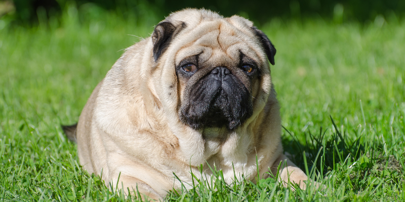 Obesity in Pets
