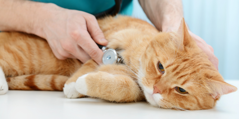 pet obesity, pet health, obese pets, Animal Emergency & Referral Center of Minnesota, board-certified veterinary internist, Internal Medicine Service