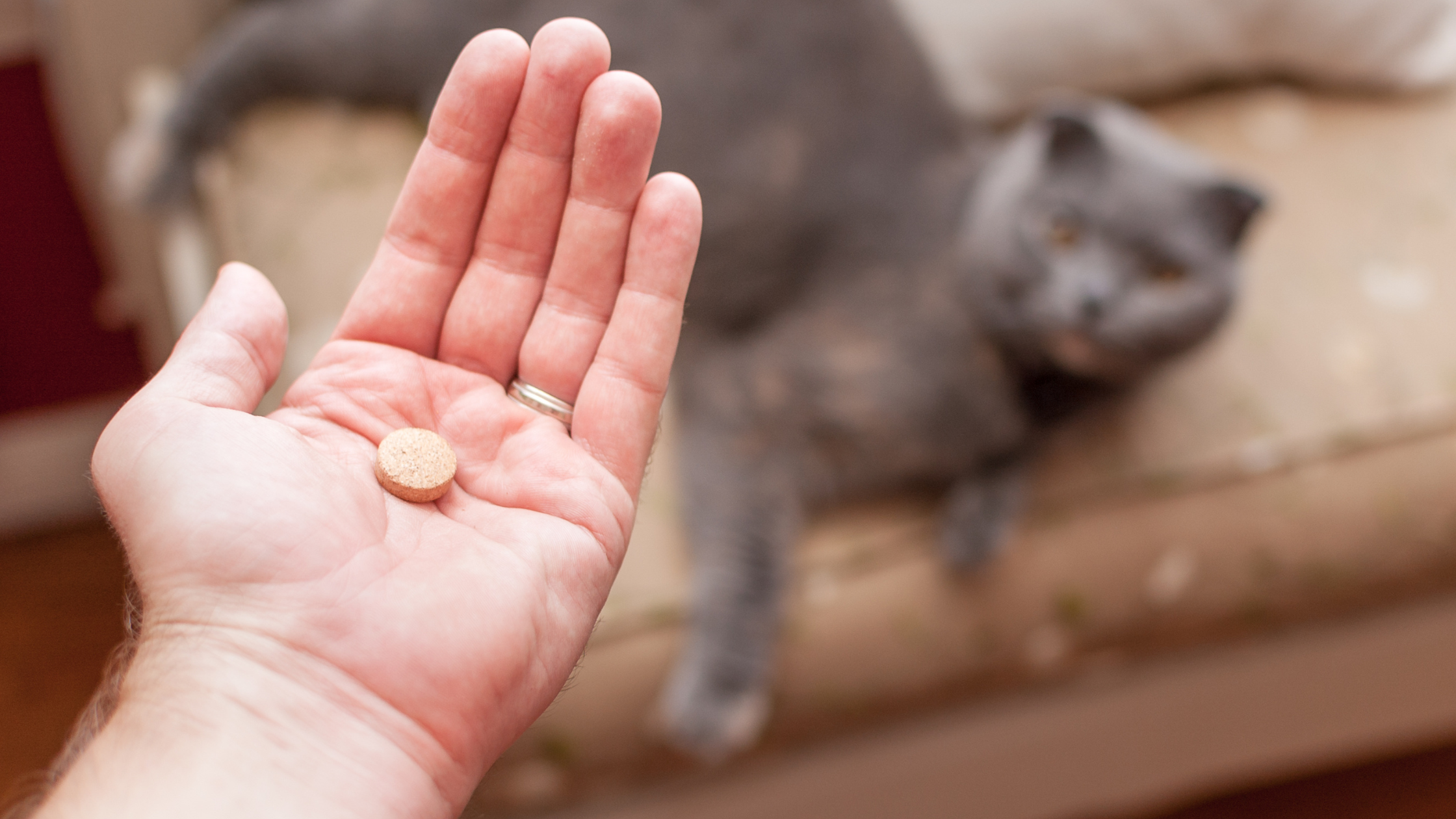 Giving Oral Medication to a Cat