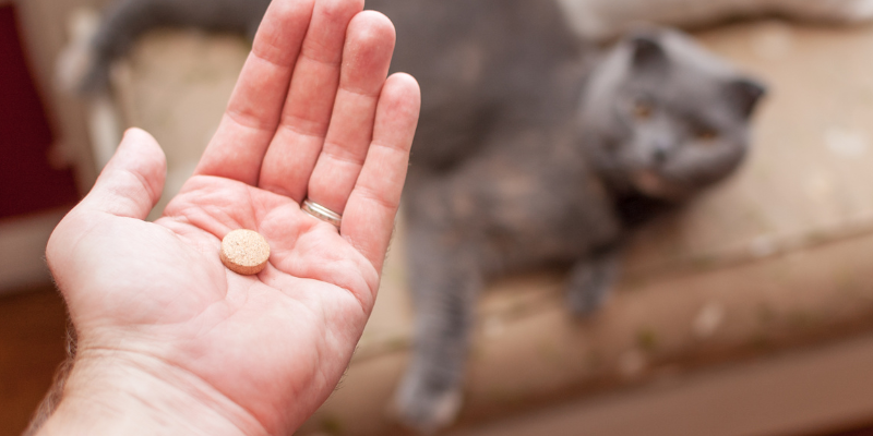 cat oral medications, cat pills, how to give your cat a pill, pill pockets for cats, cat owners, cat health, Animal Emergency & Referral Center of Minnesota