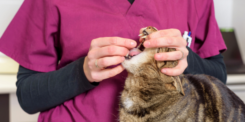 cat oral medications, cat pills, how to give your cat a pill, pill pockets for cats, cat owners, cat health, Animal Emergency & Referral Center of Minnesota
