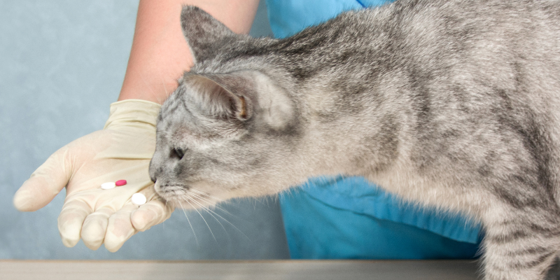 cat oral medications, cat pills, how to give your cat a pill, pill pockets for cats, cat owners, cat health, Animal Emergency & Referral Center of Minnesota