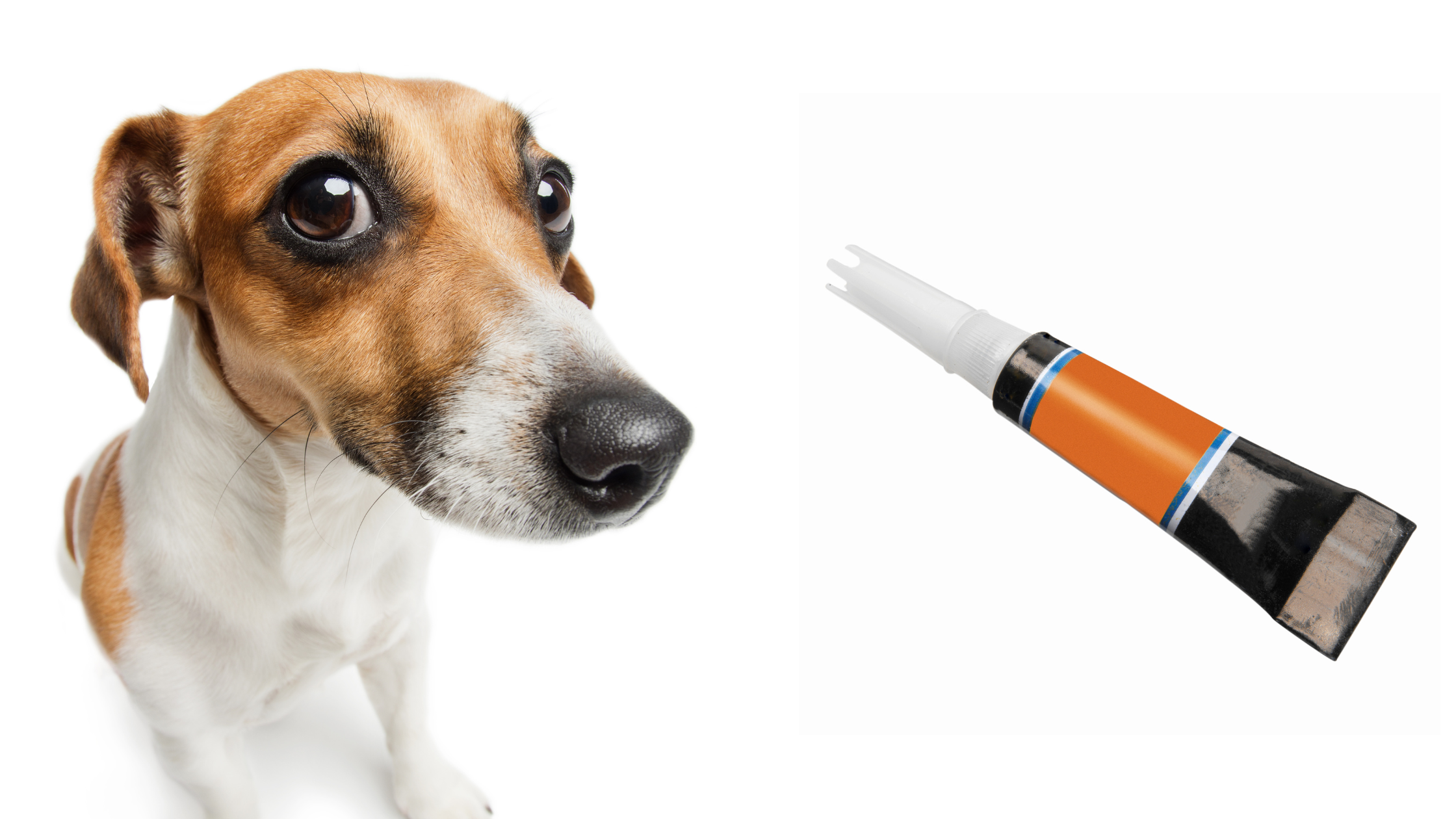 Look Out for Gorilla Glue | The Dangers of Gorilla Glue for Pets