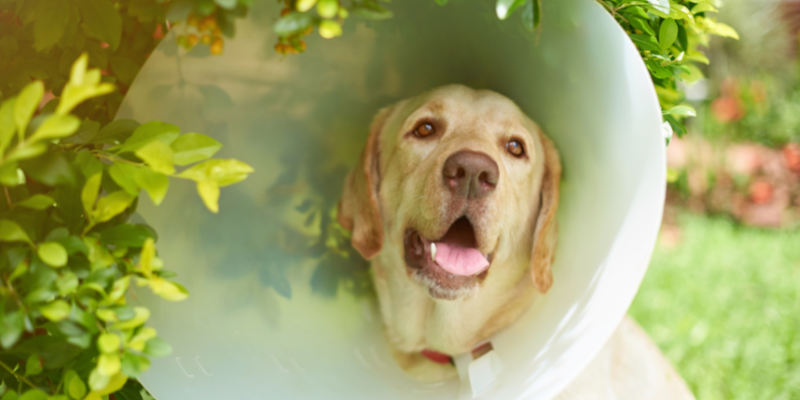 emergency prevention, pet emergency, preventing a pet emergency, pet owners, pet parents, veterinary, veterinary medicine, Animal Emergency & Referral Center of Minnesota, Twin Cities emergency vet, Saint Paul emergency vet, Oakdale emergency vet