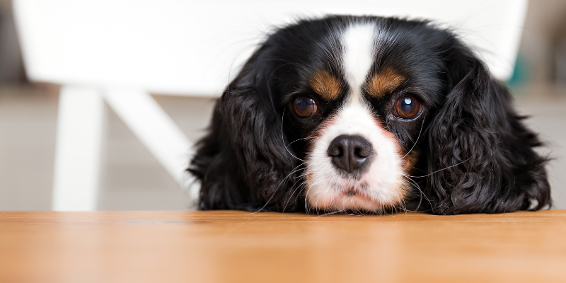 emergency prevention, pet emergency, preventing a pet emergency, pet owners, pet parents, veterinary, veterinary medicine, Animal Emergency & Referral Center of Minnesota, Twin Cities emergency vet, Saint Paul emergency vet, Oakdale emergency vet