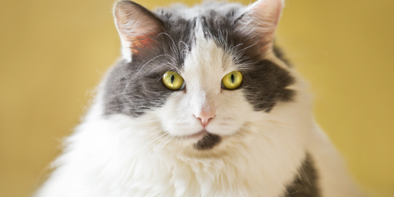 emergency prevention, pet emergency, preventing a pet emergency, pet owners, pet parents, veterinary, veterinary medicine, Animal Emergency & Referral Center of Minnesota, Twin Cities emergency vet, Saint Paul emergency vet, Oakdale emergency vet