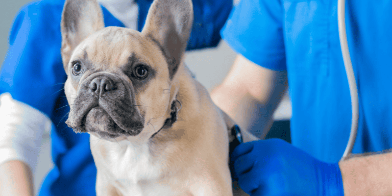 grapes, grape toxicity in dogs, raisins, raisin toxicity in dogs, pet emergency, pet toxins, Animal Emergency & Referral Center of Minnesota