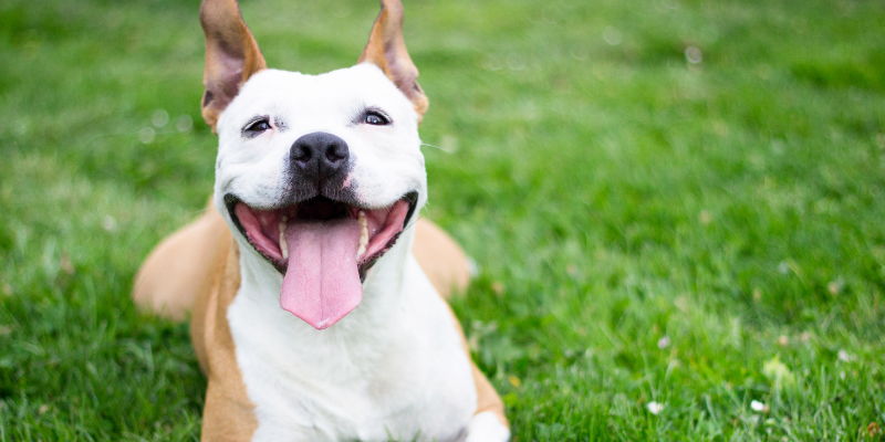 veterinary dentistry, the importance of veterinary dentistry, dentistry anesthesia, anesthesia for pets, veterinary anesthesia, Animal Emergency & Referral Center of Minnesota, Dentistry Service, Twin Cities veterinary dentist, board-certified veterinary dentist, Saint Paul veterinary dentist, Oakdale veterinary dentist