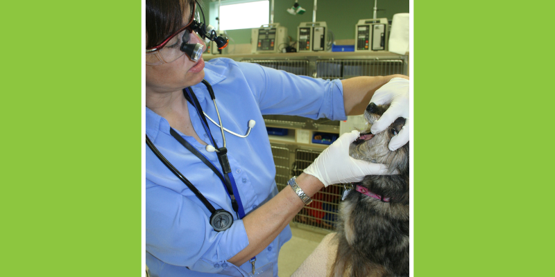 veterinary dentistry, the importance of veterinary dentistry, dentistry anesthesia, anesthesia for pets, veterinary anesthesia, Animal Emergency & Referral Center of Minnesota, Dentistry Service, Twin Cities veterinary dentist, board-certified veterinary dentist, Saint Paul veterinary dentist, Oakdale veterinary dentist