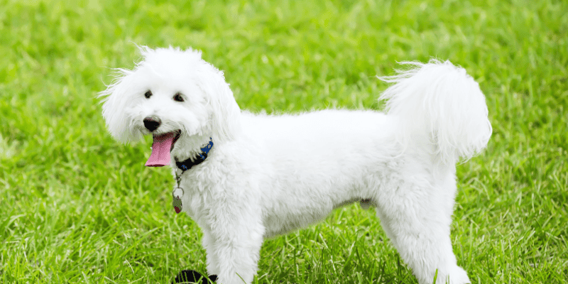 pet tags, microchips, veterinary, pet safety, pets, pet health, Animal Emergency & Referral Center of Minnesota