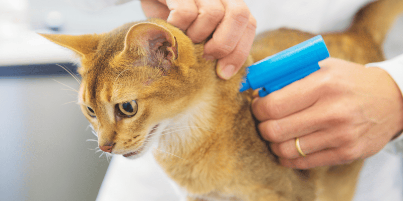 pet tags, microchips, veterinary, pet safety, pets, pet health, Animal Emergency & Referral Center of Minnesota