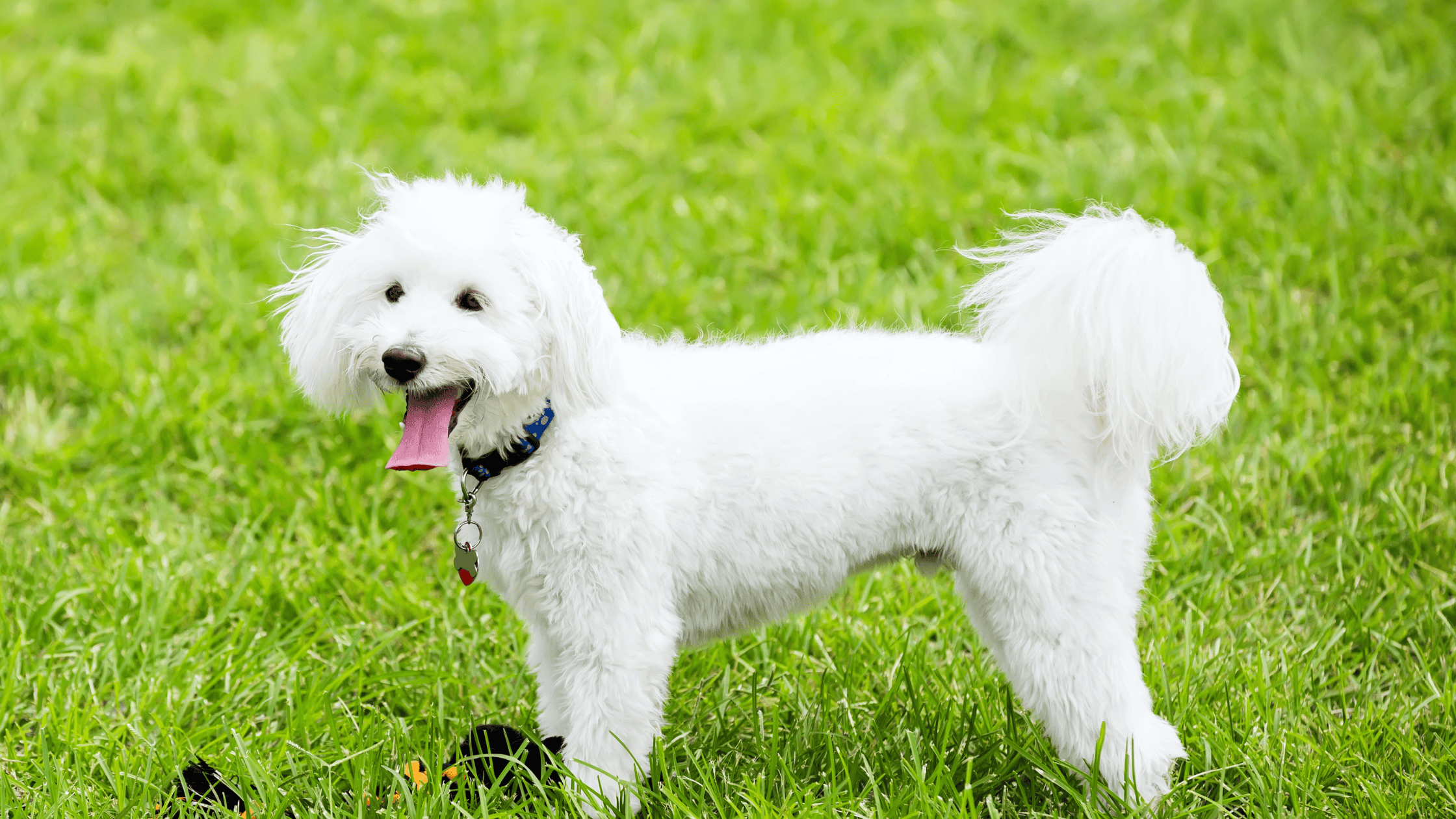 National Pet ID Week