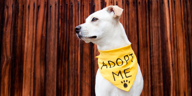 pets, shelter pets, adopt a pet, rescued pets, adopt a new furry friend, Animal Emergency & Referral Center of Minnesota