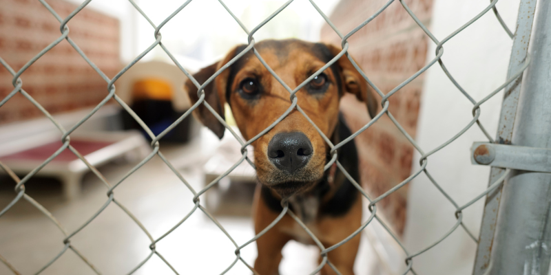 pets, shelter pets, adopt a pet, rescued pets, adopt a new furry friend, Animal Emergency & Referral Center of Minnesota