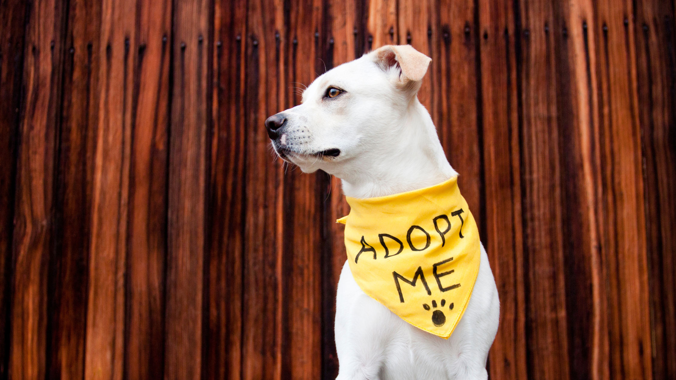 Are You in Need of a New Furry Family Member?