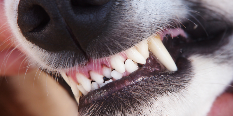 veterinary dentistry, the importance of veterinary dentistry, dentistry anesthesia, anesthesia for pets, veterinary anesthesia, Animal Emergency & Referral Center of Minnesota, Dentistry Service, Twin Cities veterinary dentist, board-certified veterinary dentist, Saint Paul veterinary dentist, Oakdale veterinary dentist