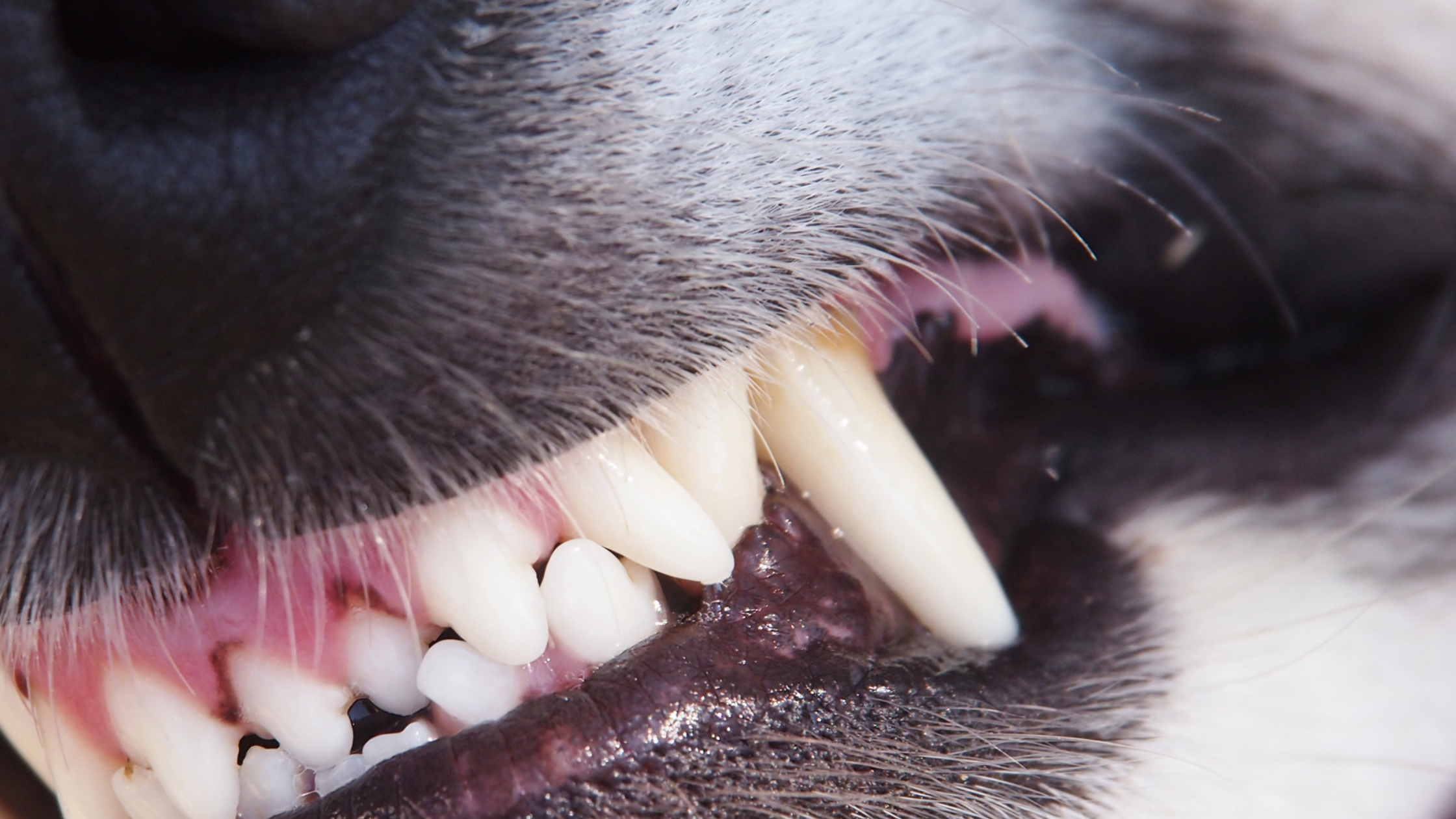 Dentistry for Pets