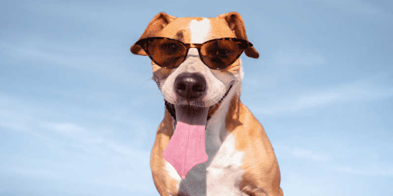 heat risks for pets, heat safety for pets, Minnesota summer, pet safety, pet health, pets, Minnesota pets, Twin Cities emergency vet, Saint Paul emergency vet, Oakdale emergency vet, Animal Emergency & Referral Center of Minnesota, heat stroke in pets