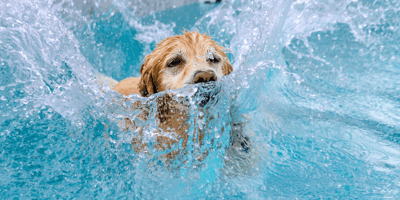 heat risks for pets, heat safety for pets, Minnesota summer, pet safety, pet health, pets, Minnesota pets, Twin Cities emergency vet, Saint Paul emergency vet, Oakdale emergency vet, Animal Emergency & Referral Center of Minnesota, heat stroke in pets