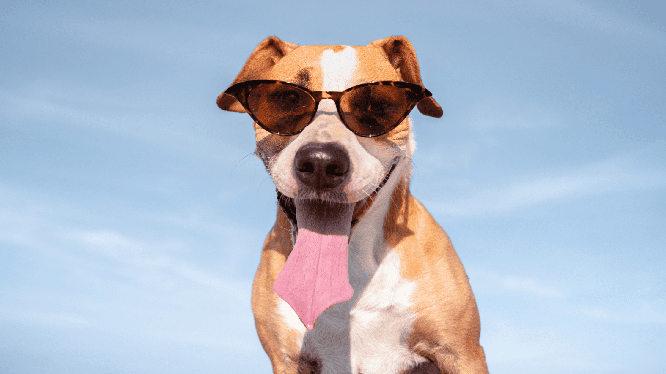 It’s Getting Hot Out Here | Heat Safety for Pets