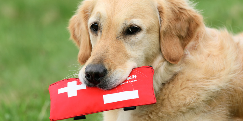 dogs, pet first aid kit, pet emergency, pet first aid, Animal Emergency & Referral Center of Minnesota, Saint Paul animal emergency hospital, Oakdale animal emergency hospital, Twin Cities emergency vet, Minnesota emergency vet