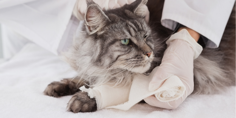 dogs, pet first aid kit, pet emergency, pet first aid, Animal Emergency & Referral Center of Minnesota, Saint Paul animal emergency hospital, Oakdale animal emergency hospital, Twin Cities emergency vet, Minnesota emergency vet