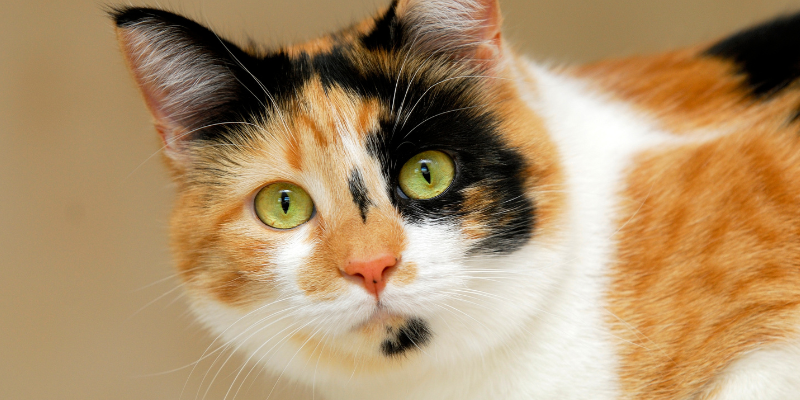 adopt a cat, cats, cat shelters, cat rescues, Twin Cities adopt a cat, reasons to adopt a cat, cat owners, cat parents, Animal Emergency & Referral Center of Minnesota