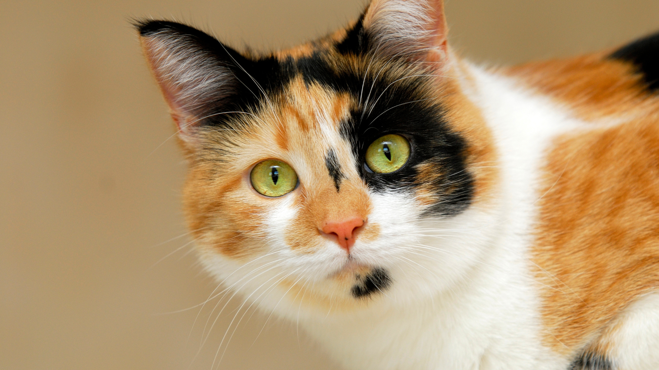 Ten Reasons to Adopt A Cat Now!