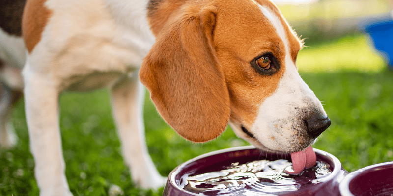 heat stroke in dogs, heat stroke in pets, overheating pets, heat kills, heat dangers in pets, pet emergency, Animal Emergency & Referral Center of Minnesota, Twin Cities emergency vet, Saint Paul emergency vet, Oakdale emergency vet