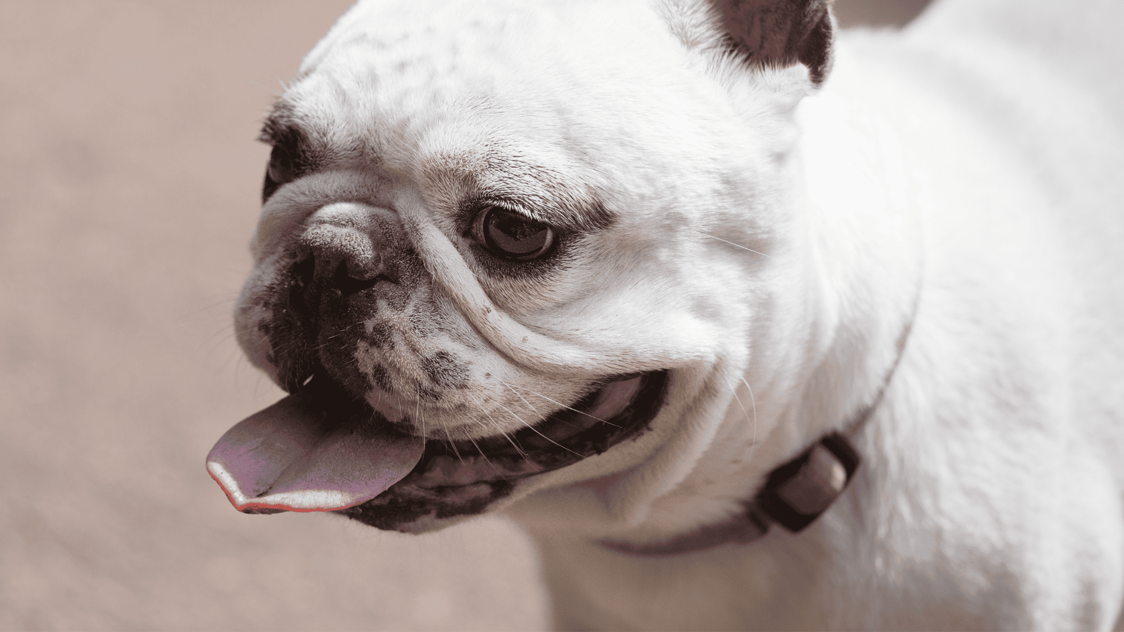 Heat Stroke and Illness in Pets
