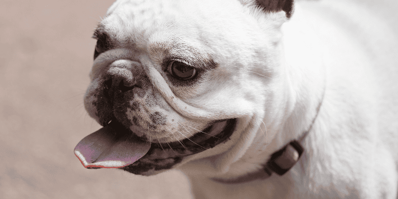 heat stroke in dogs, heat stroke in pets, overheating pets, heat kills, heat dangers in pets, pet emergency, Animal Emergency & Referral Center of Minnesota, Twin Cities emergency vet, Saint Paul emergency vet, Oakdale emergency vet