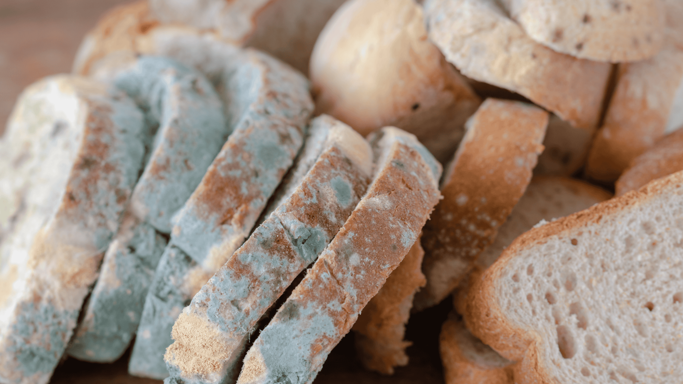 Compost, Garbage, and Mold! Oh My!