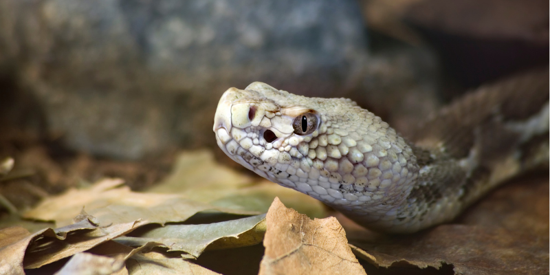 rattlesnakes, rattlesnake bites, what to do if pet is bit by snake, what to do if dog is bit by snake, snake bites, venomous snake bites, pet emergency, pet health, Twin Cities emergency pet, Minnesota emergency pet, southern Minnesota rattlesnakes, Animal Emergency & Referral Center of Minnesota