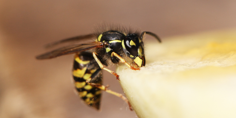 wasps, honeybees, bees, stings, pets, insect bites, insect stings, pet health, pet emergency, pet allergies, Animal Emergency & Referral Center of Minnesota