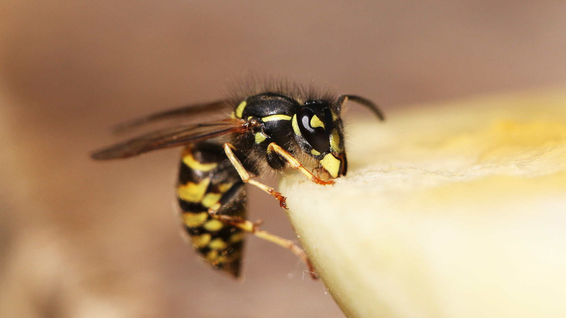 Snake Bites, Bee and Wasp Stings! Oh No!