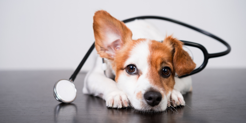 pet emergencies, most common pet emergencies, pet health, emergency veterinarian, Animal Emergency & Referral Center of Minnesota, Minnesota emergency veterinarian, Twin Cities animal emergency hospital