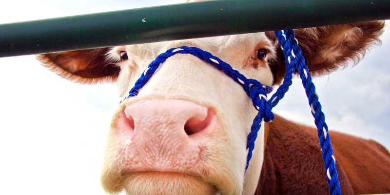 Minnesota state fair, fun animal facts, Minnesota emergency vet, Twin Cities animal emergency hospital, Minnesota animal emergency hospital