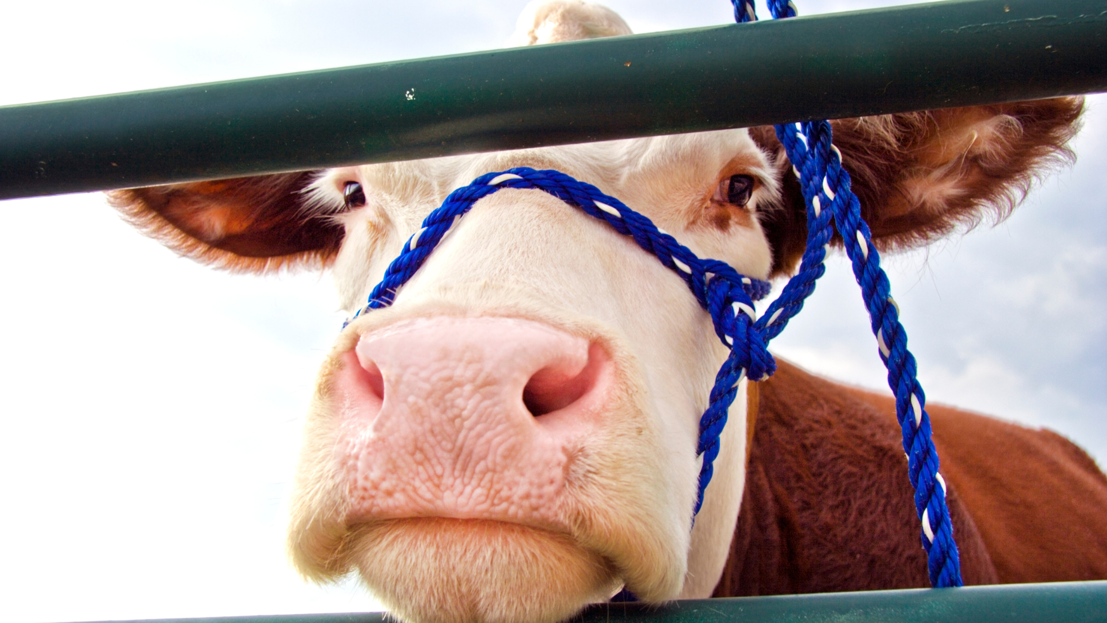 Happy State Fair: Fun Animal Facts