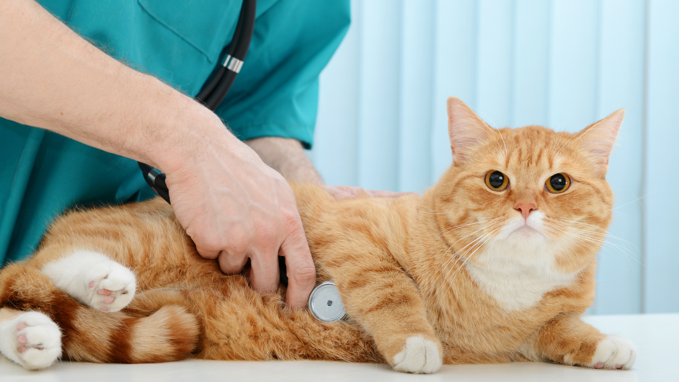 Has Your Cat Been to the Vet Lately?
