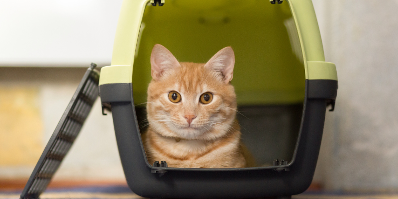 cats, cat health, reasons to take your cat to the vet, Animal Emergency & Referral Center of Minnesota, Twin Cities emergency vet, Minnesota emergency vet