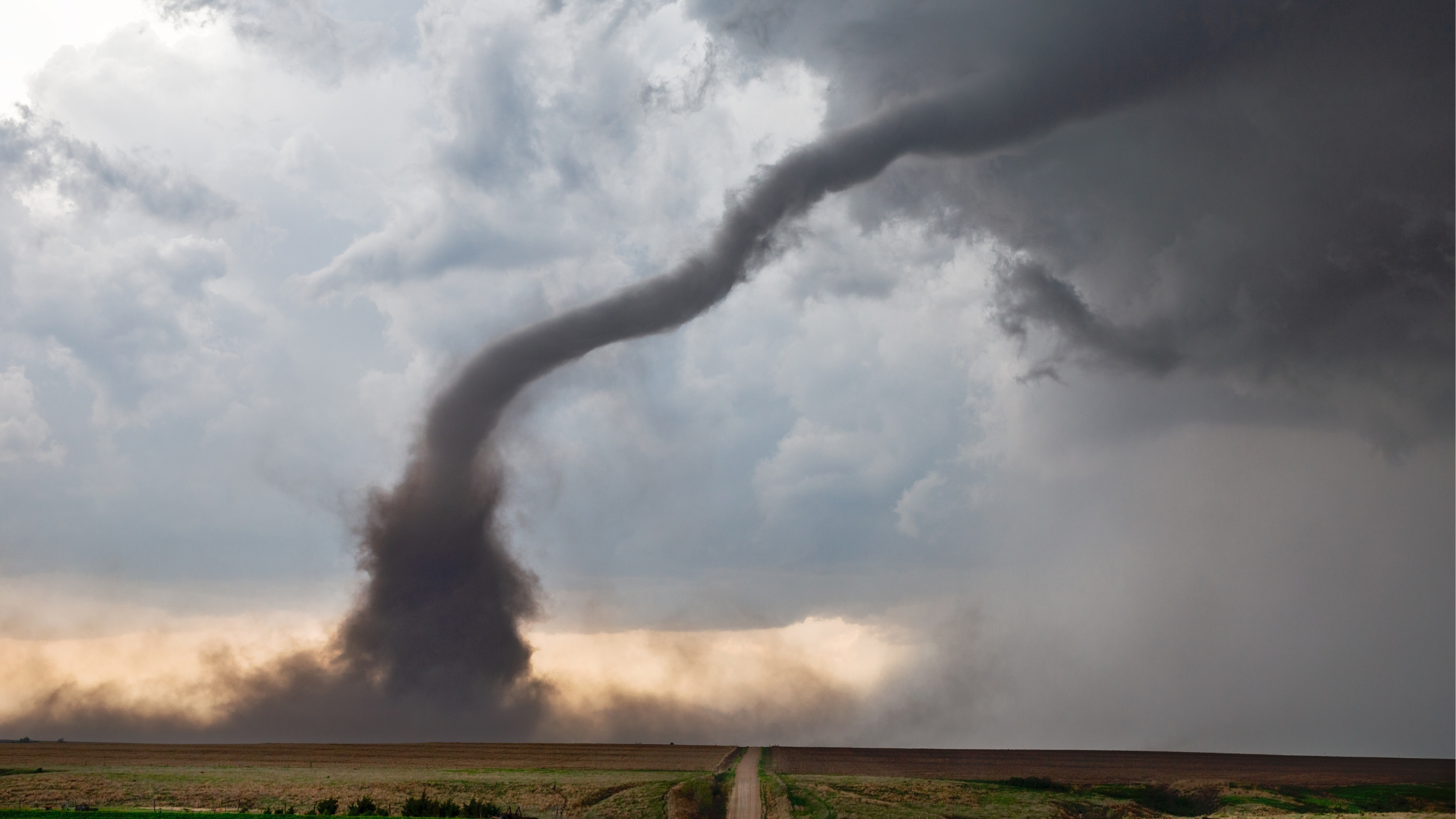 Disaster Preparedness for Pets