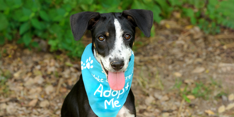 dog, dog adoption, adopt a dog, pet adoption, reasons to adopt a dog, Animal Emergency & Referral Center of Minnesota