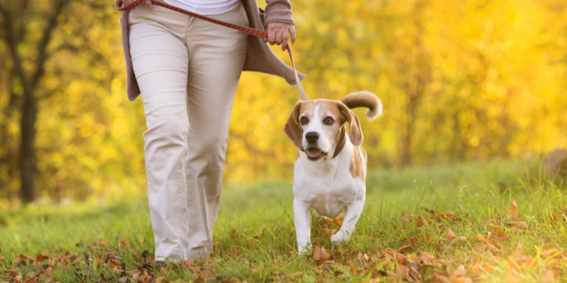 dog, dog adoption, adopt a dog, pet adoption, reasons to adopt a dog, Animal Emergency & Referral Center of Minnesota