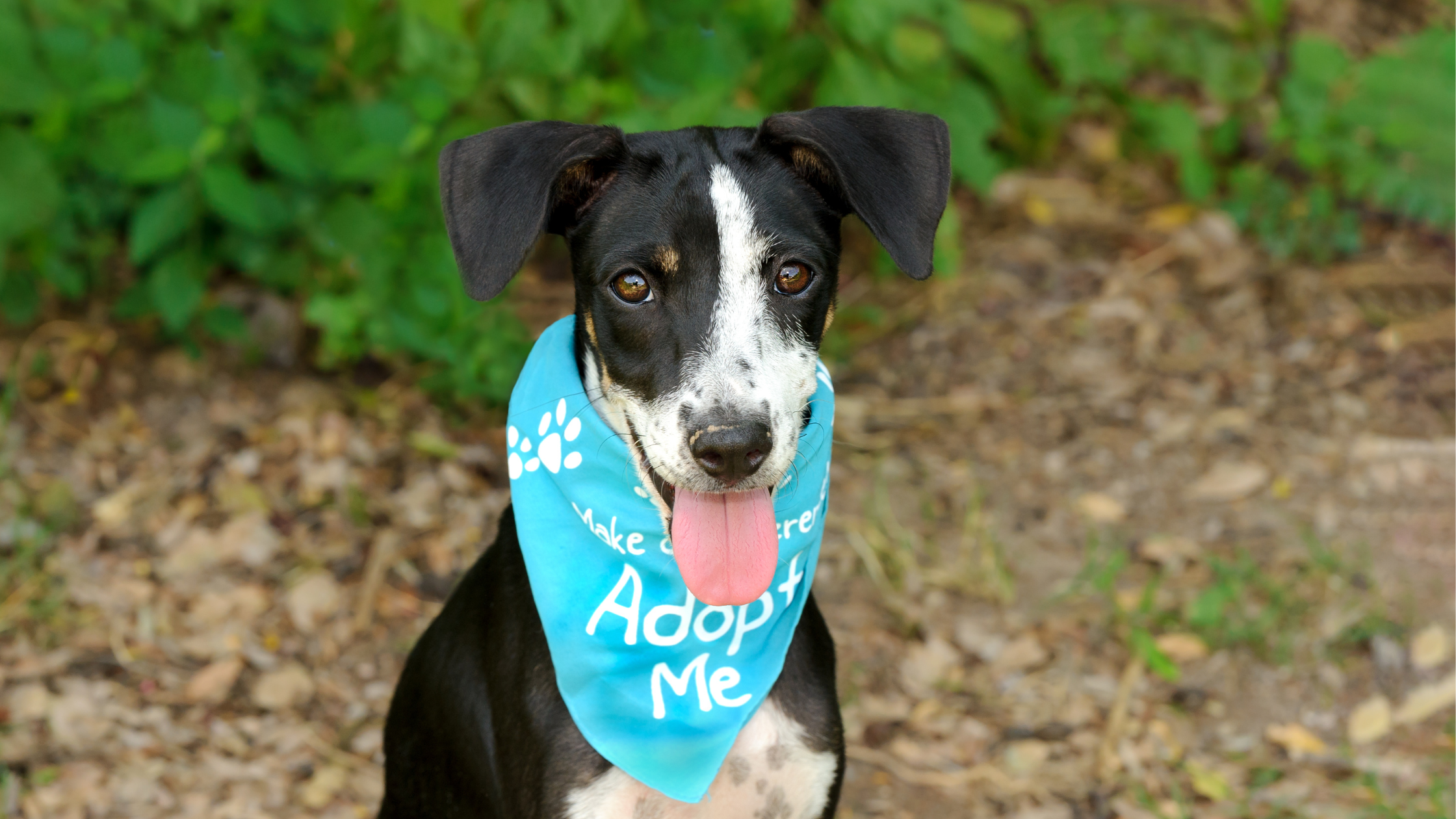 Ten Reasons to Adopt a Dog Now!