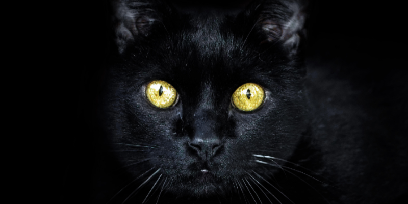 black cats, black cat superstitions, Animal Emergency & Referral Center of Minnesota