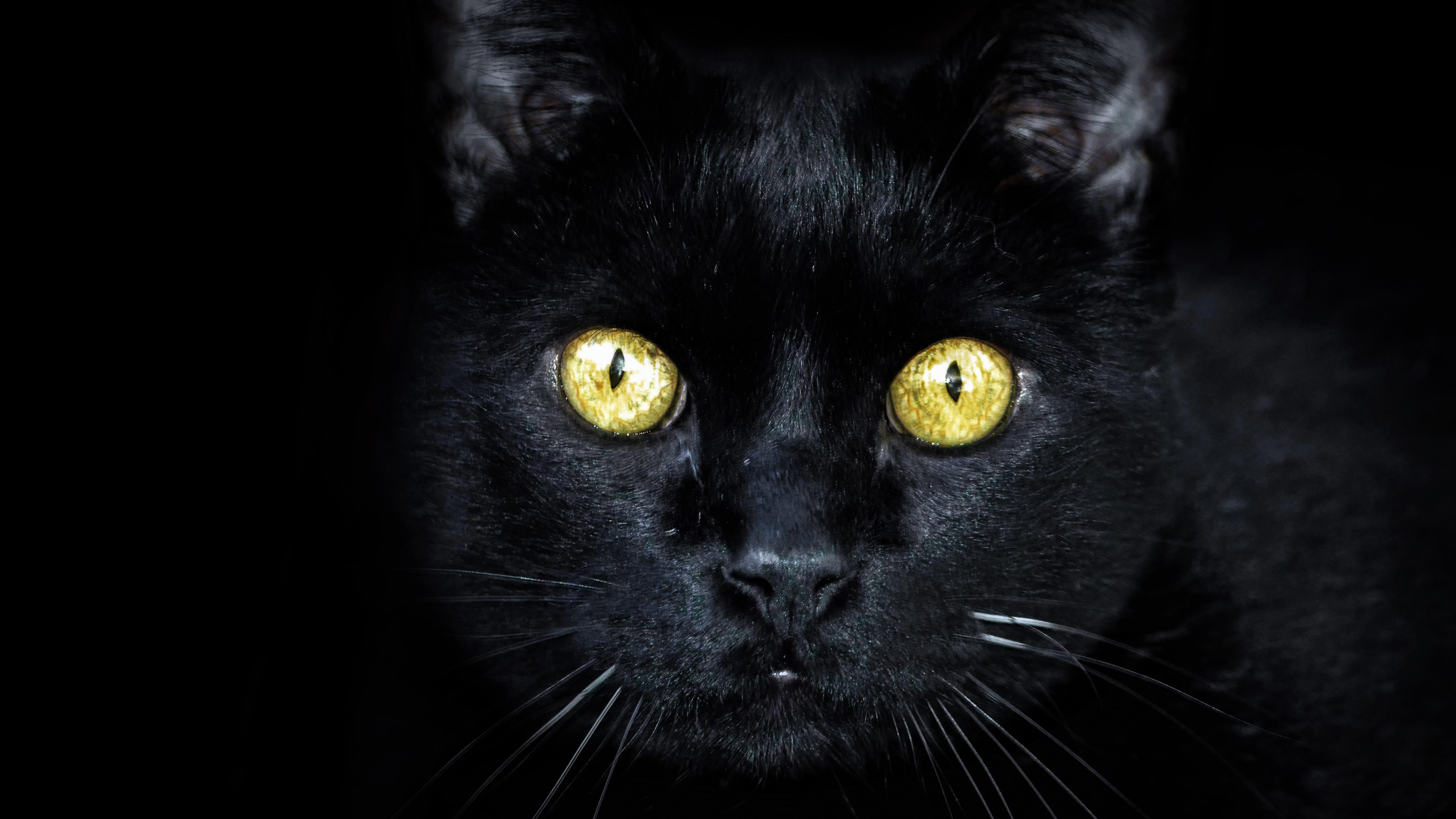 Origins of Black Cat Superstitions!