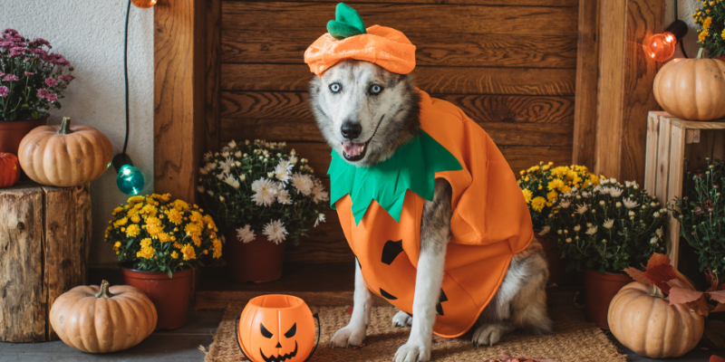 Halloween pet dangers, Halloween and pets, pet health, pet safety, Halloween pet safety, Animal Emergency & Referral Center of Minnesota