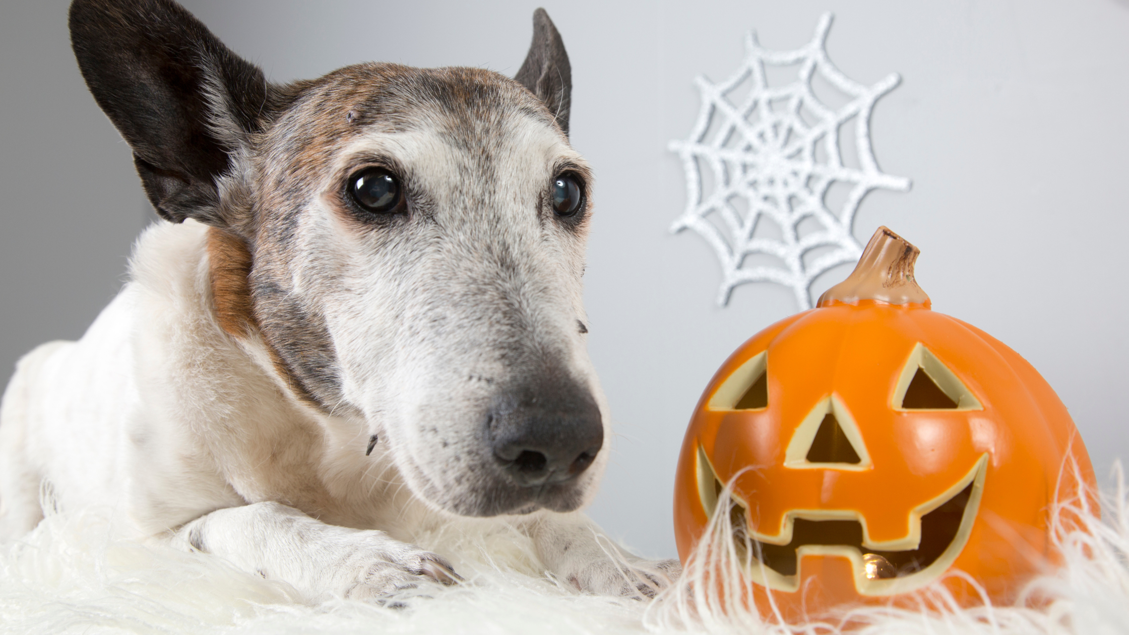 Here Comes Halloween!